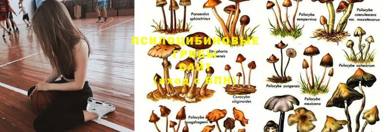 Псилоцибиновые грибы Cubensis  дарк нет формула  Владимир  мега ссылки 